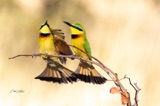 Vumbura - Little Bee Eaters4